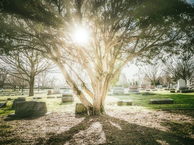 sycamore fig