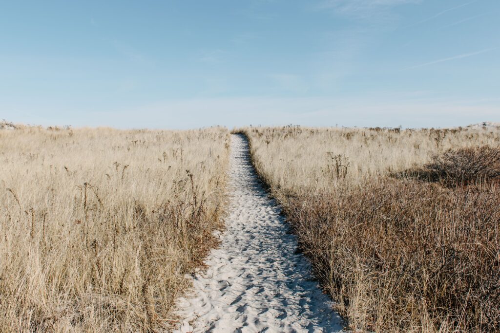 alice donovan rouse pZ61ZA8QgcY unsplash